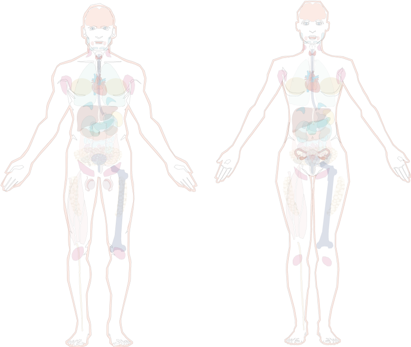 body